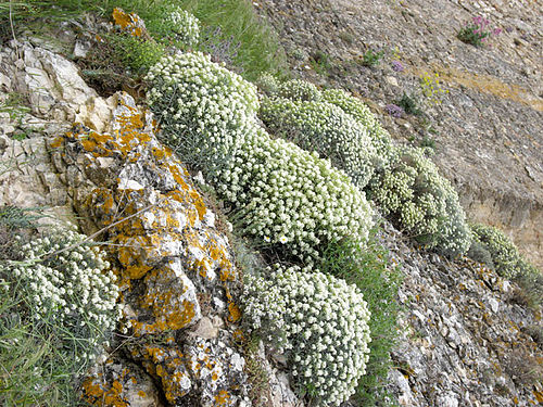 Alyssum spinosum